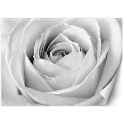 Feeby Fototapeta, Biała róża kwiaty natura 150x105