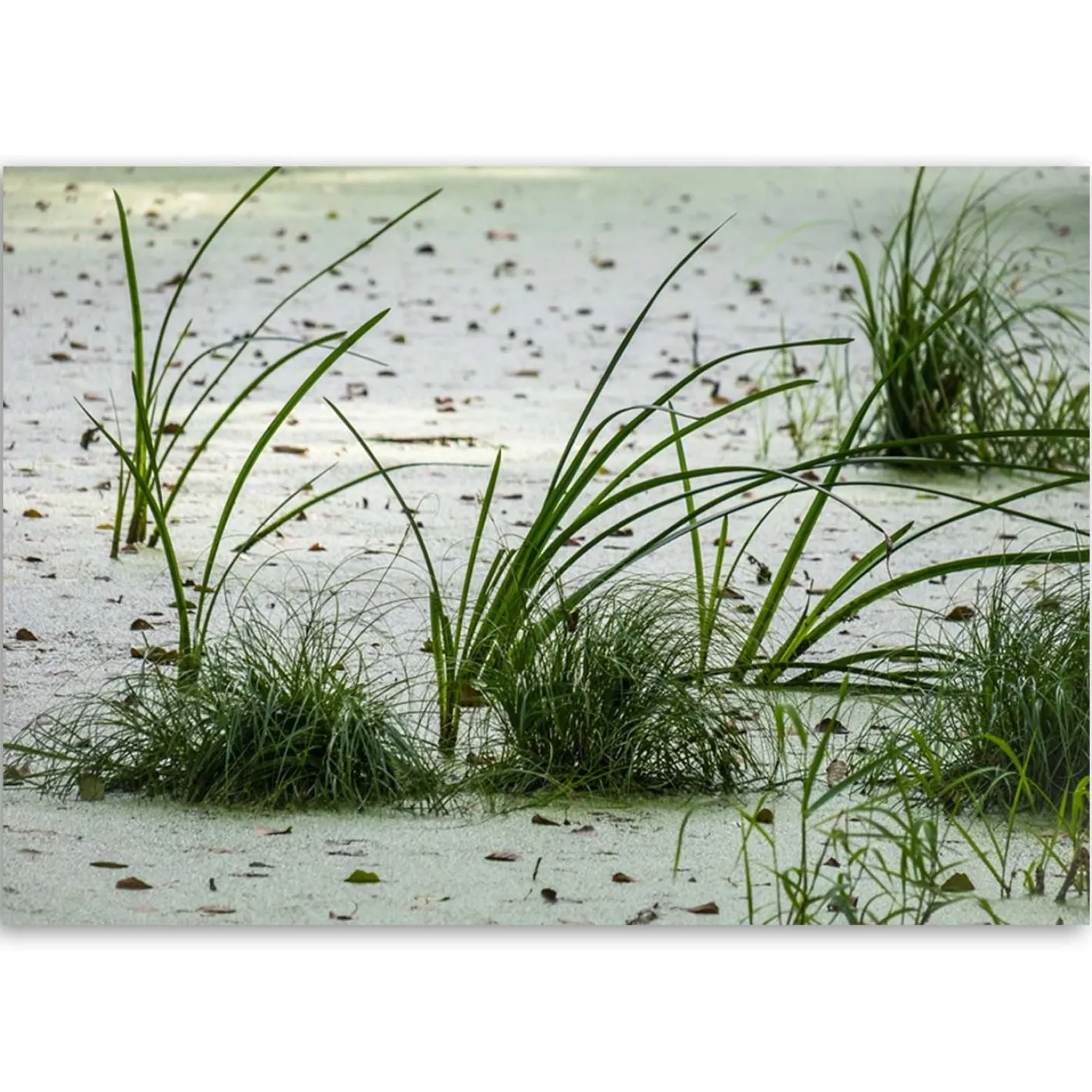 Feeby Obraz na płótnie Trawa wydmy piasek plaża 60x40