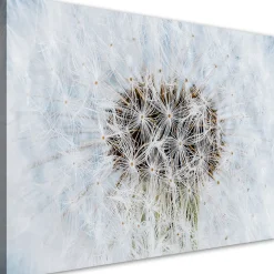 Feeby Obraz na płótnie, Dmuchawiec biały kwiaty 60x40