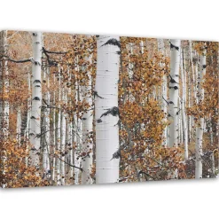 Feeby Obraz na płótnie Las brzozowy pejzaż natura 60x40