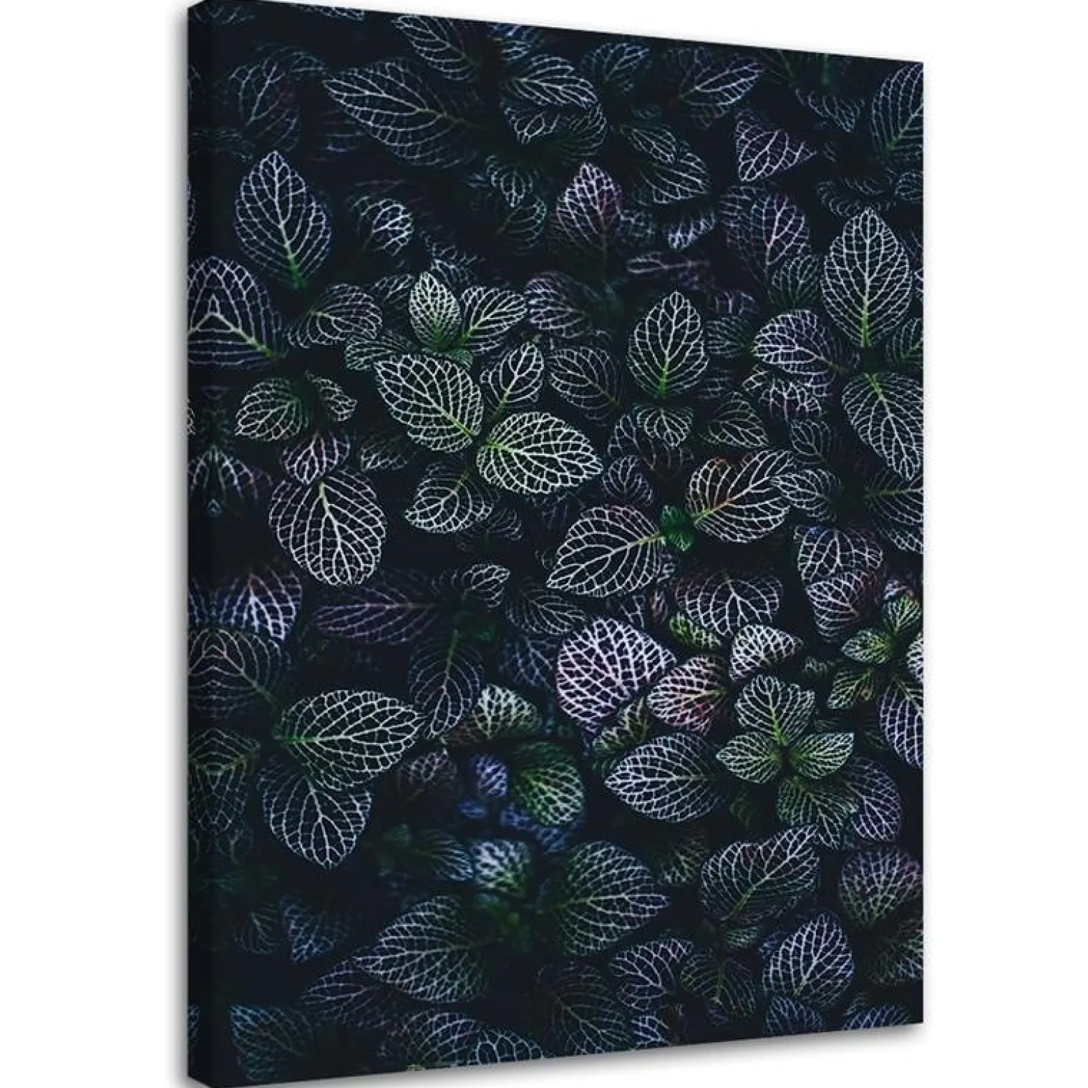 Feeby Obraz na płótnie, Liście rośliny natura 40x60
