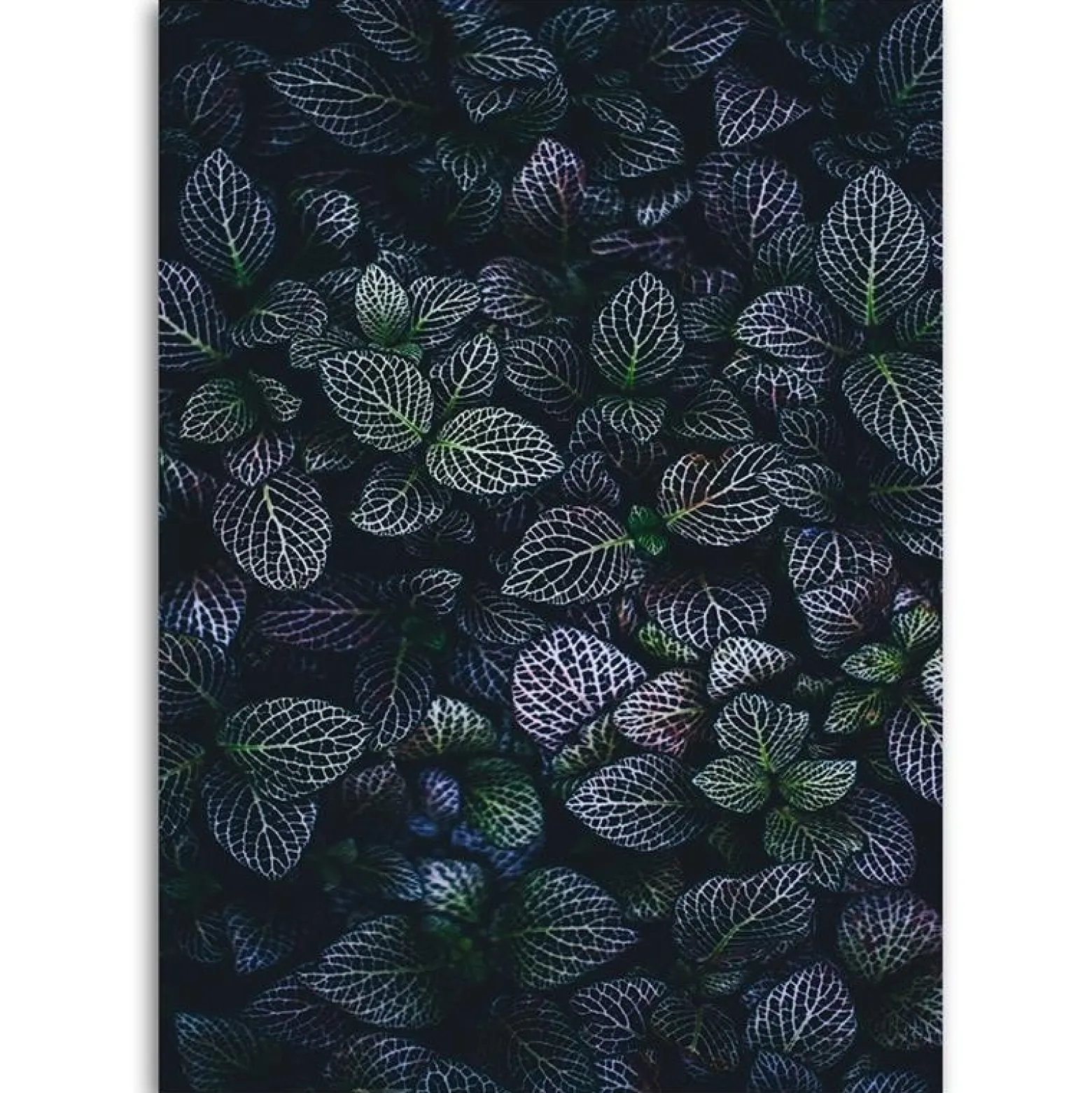 Feeby Obraz na płótnie, Liście rośliny natura 40x60