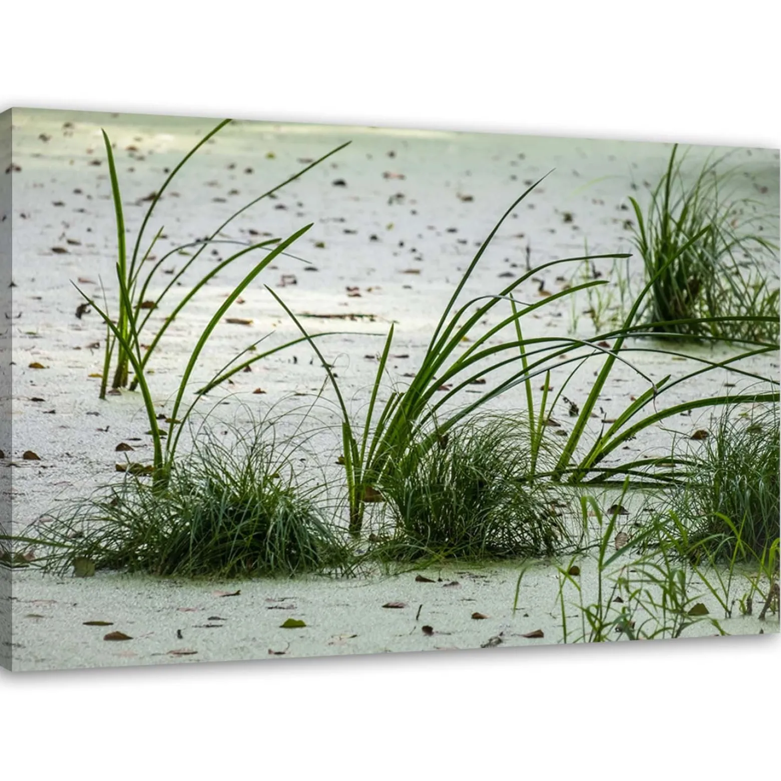 Feeby Obraz na płótnie Trawa wydmy piasek plaża 60x40