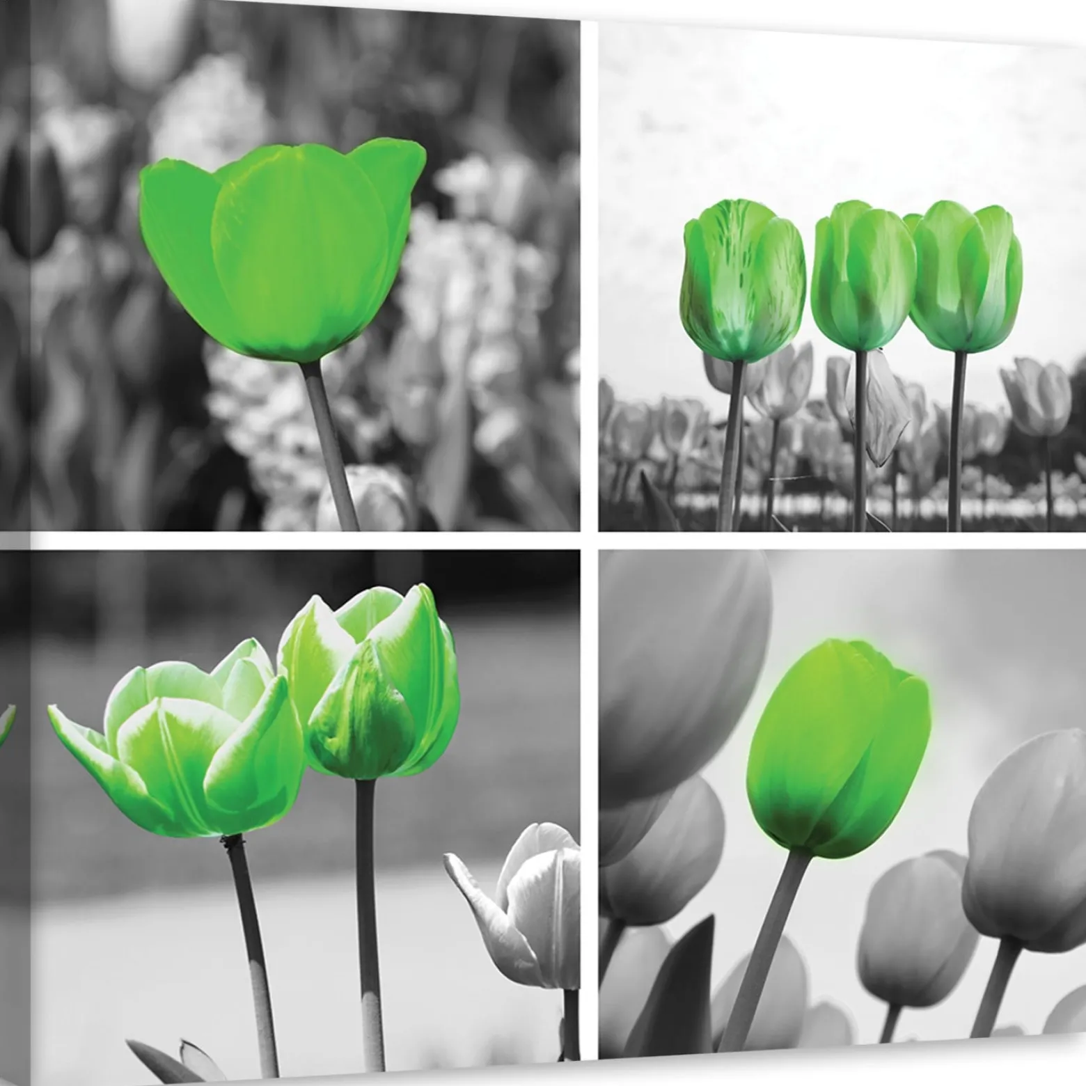 Feeby Obraz na płótnie Zielone tulipany kolaż 30x30