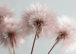 Fototapeta Dmuchawce Boho Natura Róż Na Ścianę Sypialnia Salon 250X175