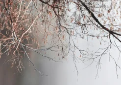 Fototapeta gałęzie beton szary natura na ścianę sypialnia salon 250x175
