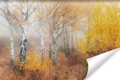 Fototapeta LAS Brzozowy We Mgle Natura 3D 90x60cm