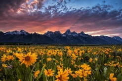 Fototapeta ZACHÓD Słońca Żółte Kwiaty 3D 90x60cm