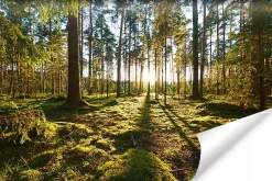 Fototapeta Zachód Słońca w Lesie 90x60cm