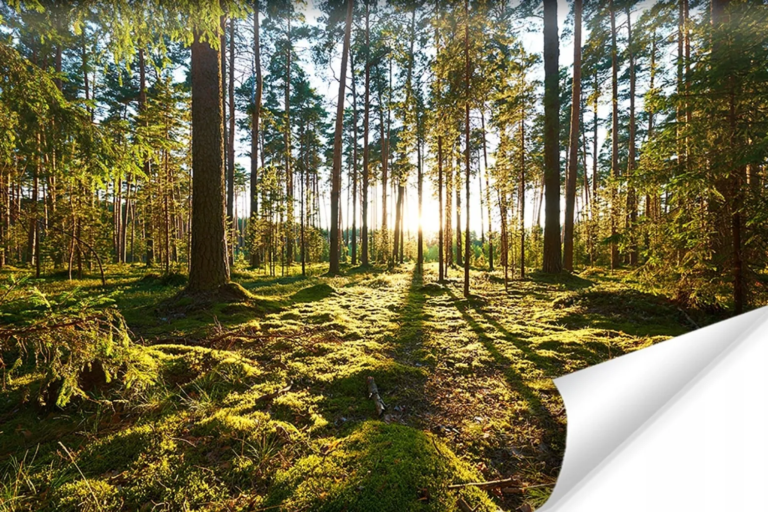 Fototapeta Zachód Słońca w Lesie 90x60cm
