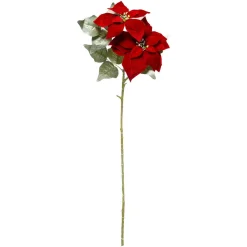 Gwiazda betlejemska, kwiat do stroika, 75 cm