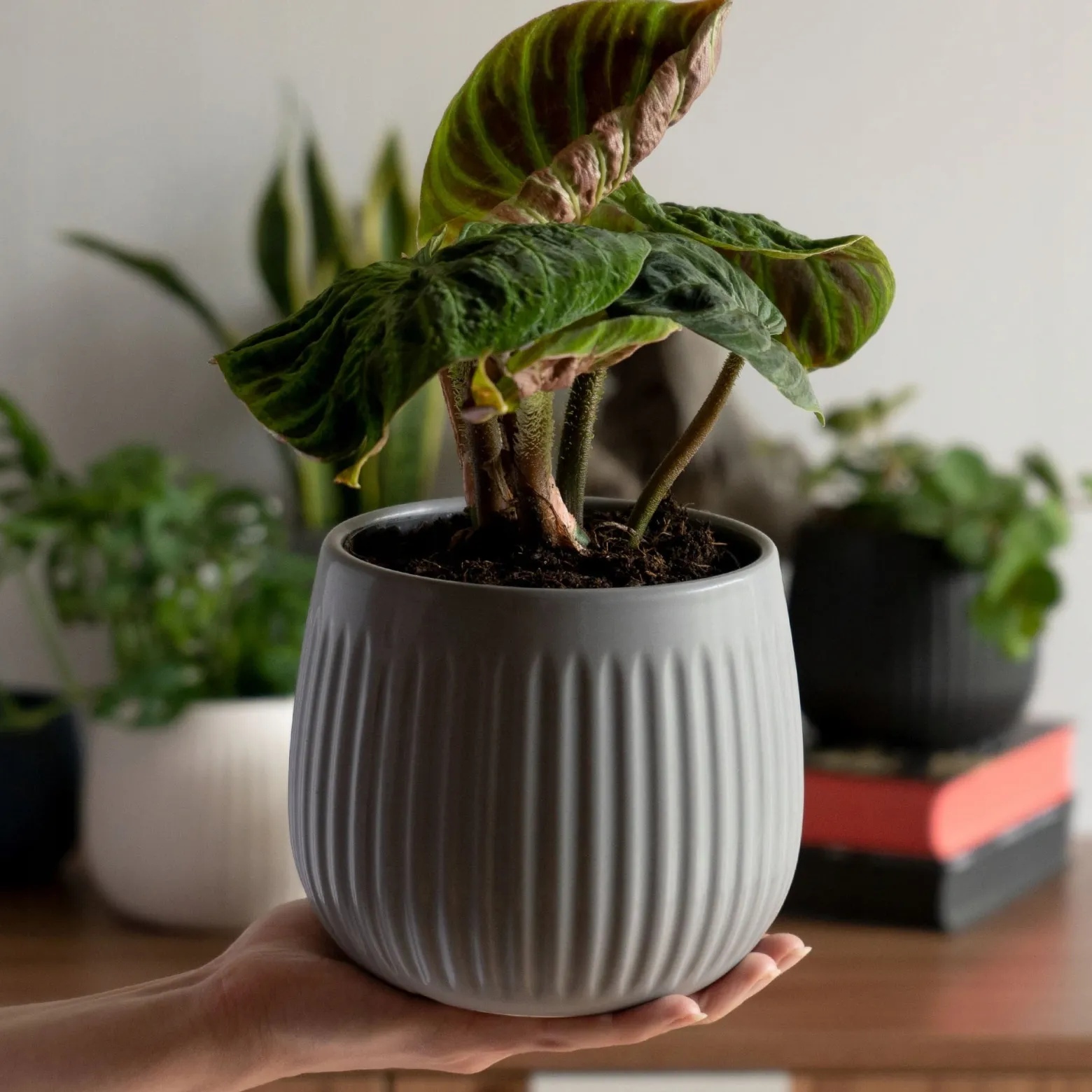 Kadax Doniczka Ceramiczna 14cm Osłonka Szara