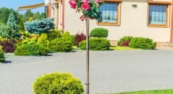 Kwietnik Stojak Obejma Podpora Stal Na Róże 140cm
