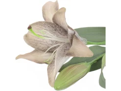 Lilia pojedyncza 50 cm pomarańczowa