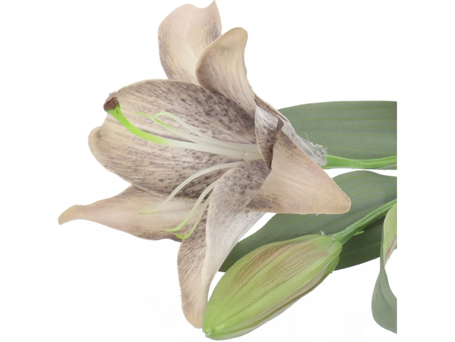 Lilia pojedyncza 50 cm pomarańczowa