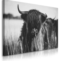 Obraz szkocka krowa na polanie 30x20cm