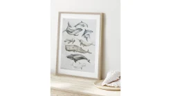 Obraz w ramie Ocean Fish In Pastels 53x73 cm