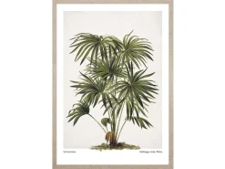 Obraz w ramie Cabbage - Tree Palm 53x73 cm