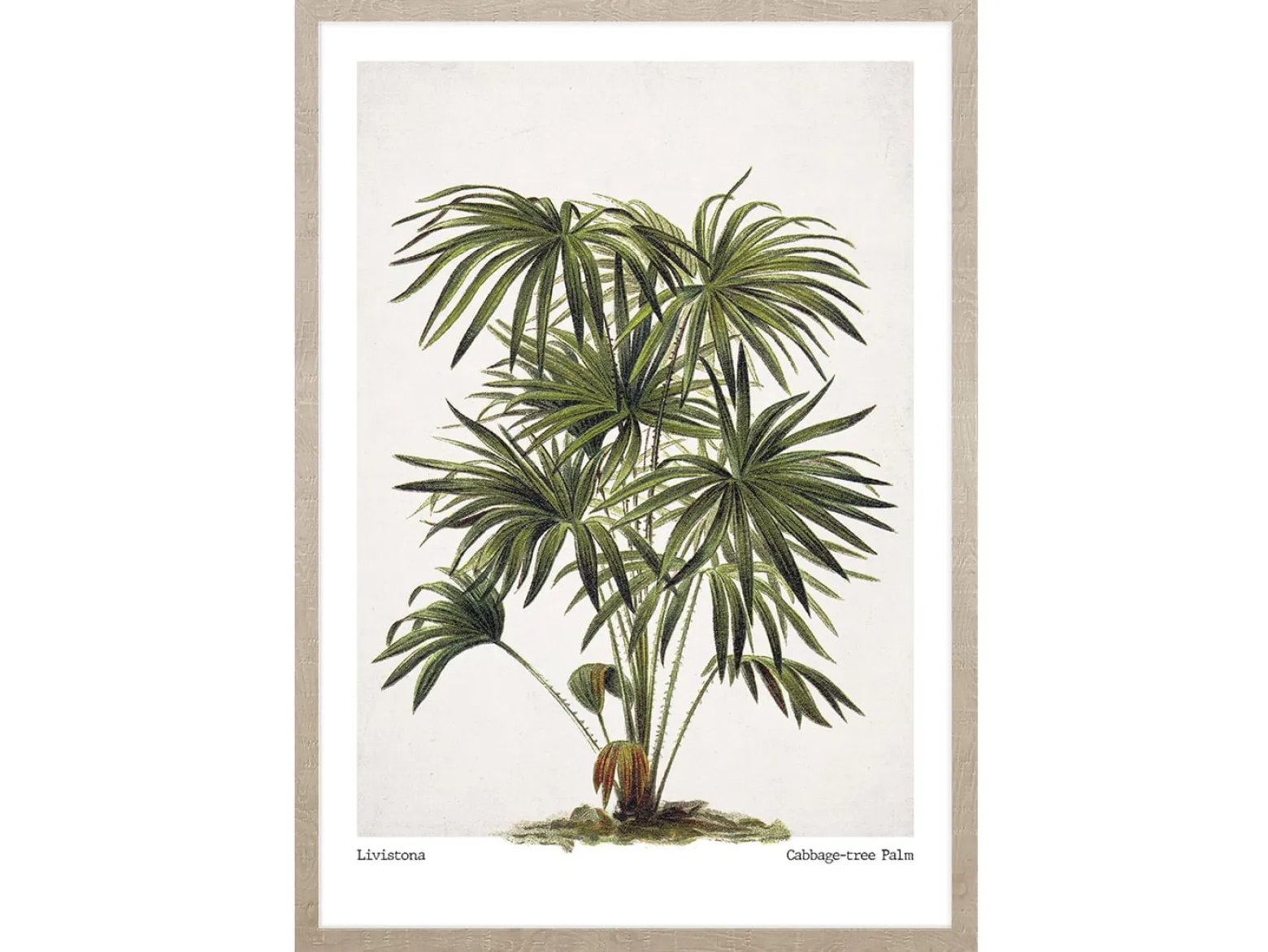 Obraz w ramie Cabbage - Tree Palm 53x73 cm