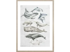 Obraz w ramie Ocean Fish In Pastels 53x73 cm
