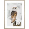 Obraz w ramie Owl In Winter Scenery 53x73 cm
