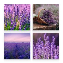 Obrazy Do Kuchni SET Kwiaty Lawendy 60x60cm