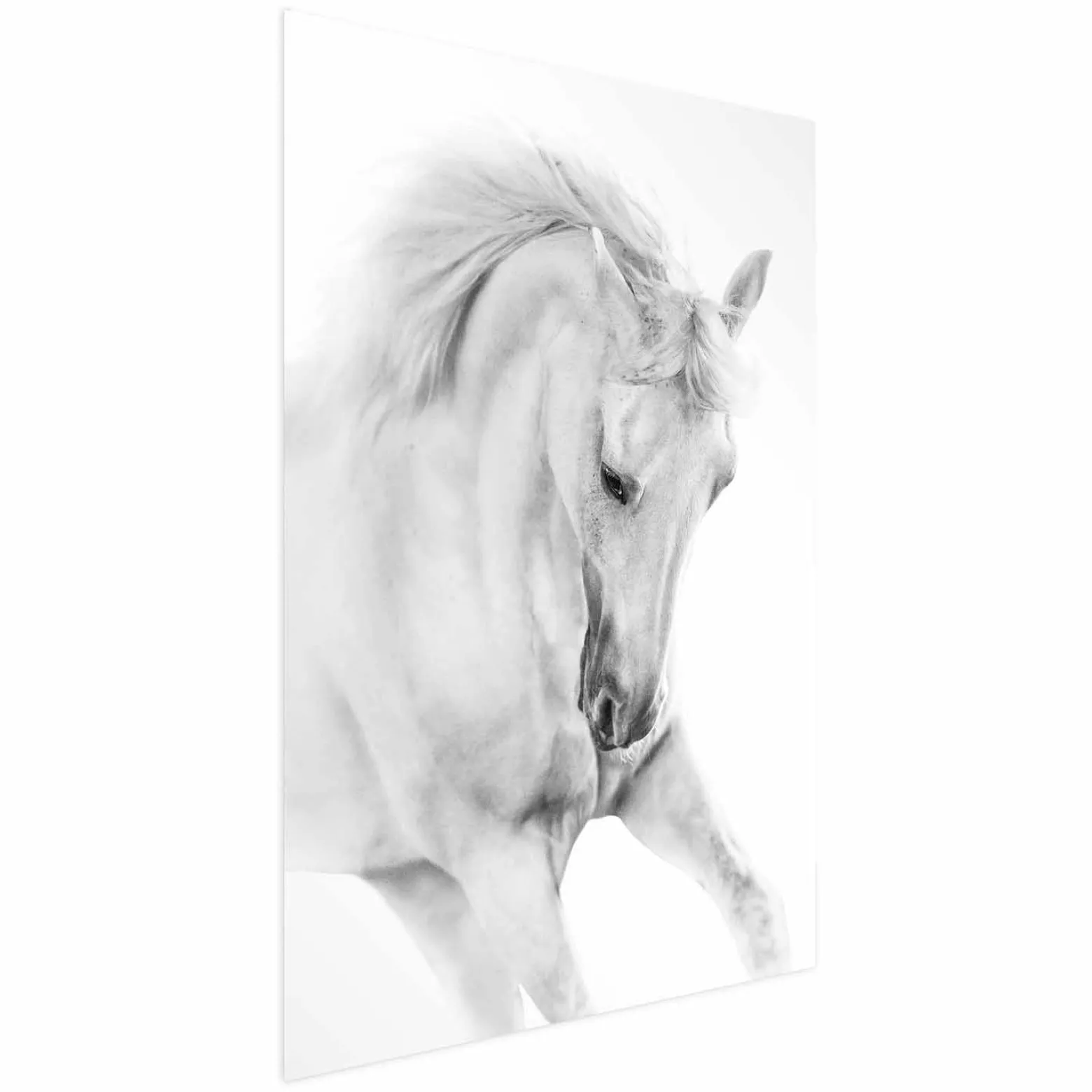 Plakat Biały koń 21x30 cm