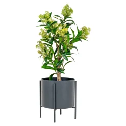 Sztuczne DRZEWO Skimmia o wysokości 75 cm z tworzywa